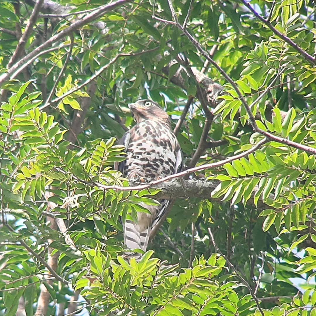 Serpent Eagle