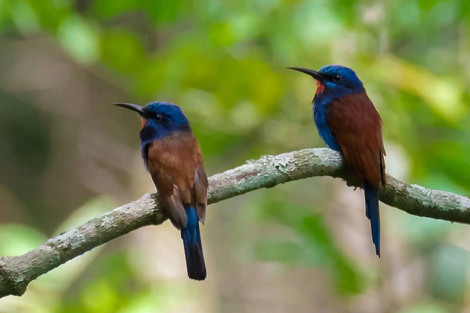 Ghana Blue headed Bee eater