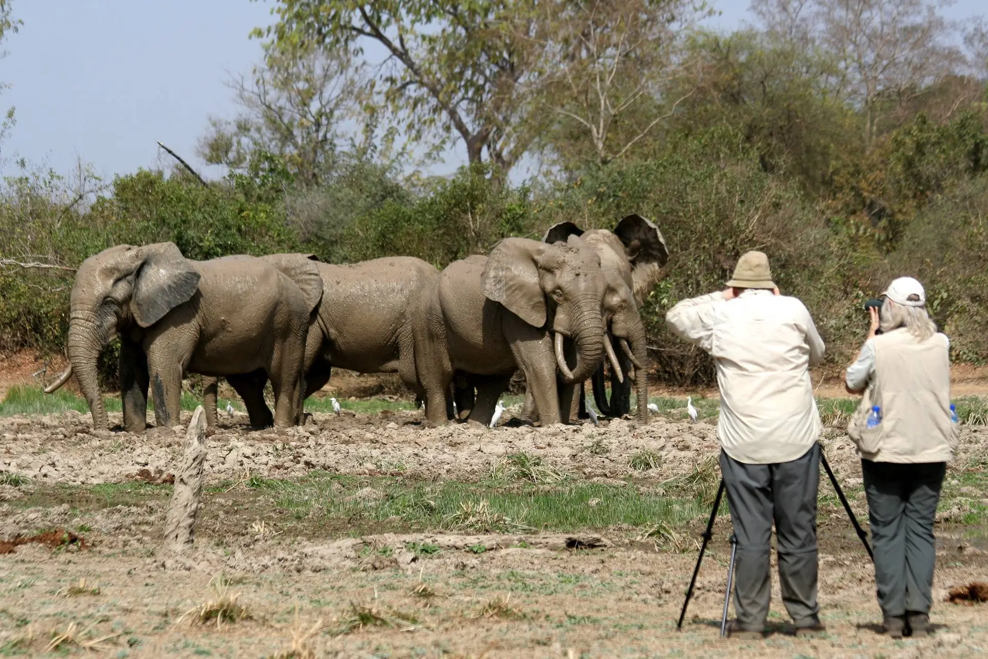 Elephants