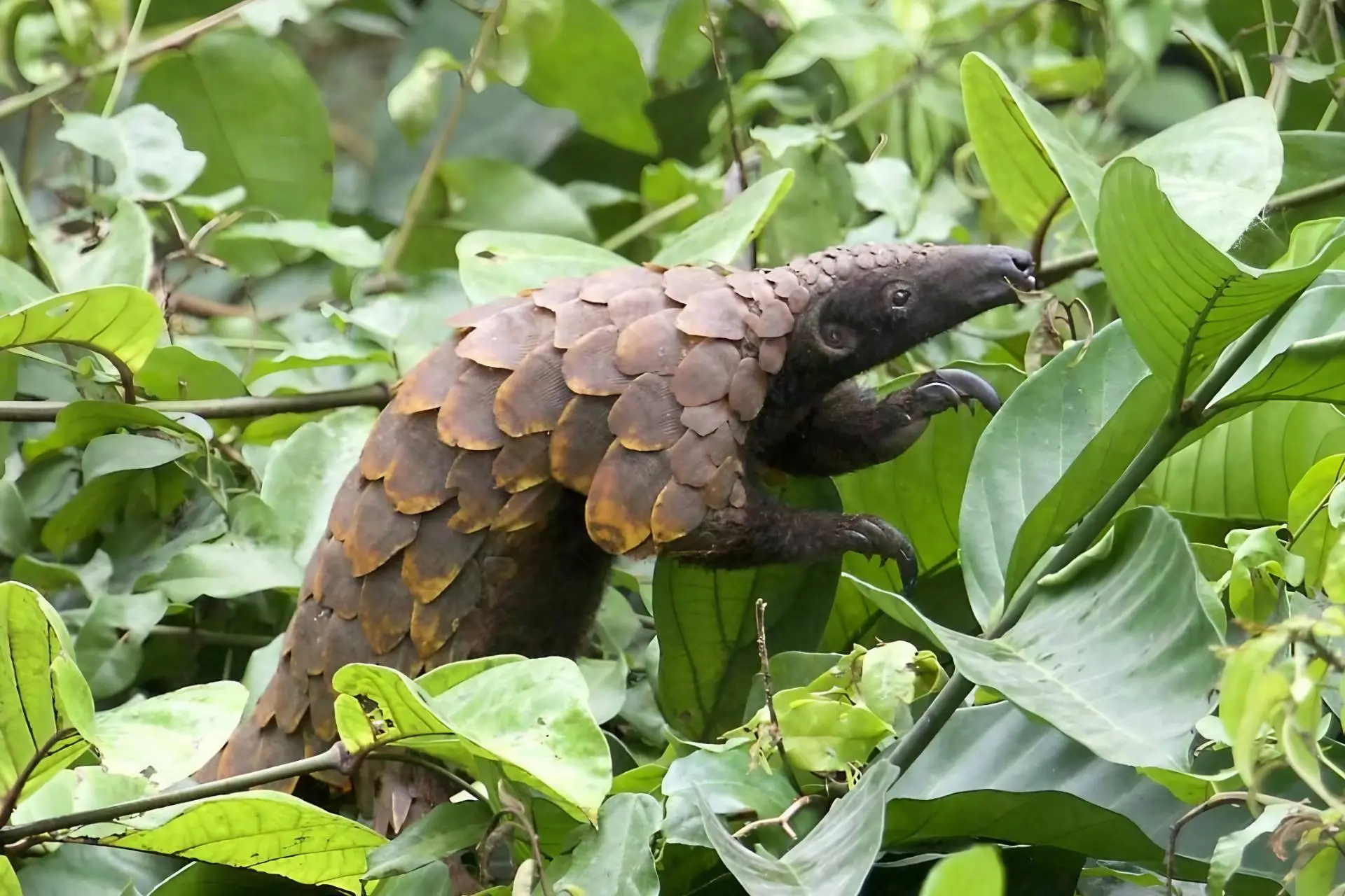 Ghana-Long-tailed-Pangolin
