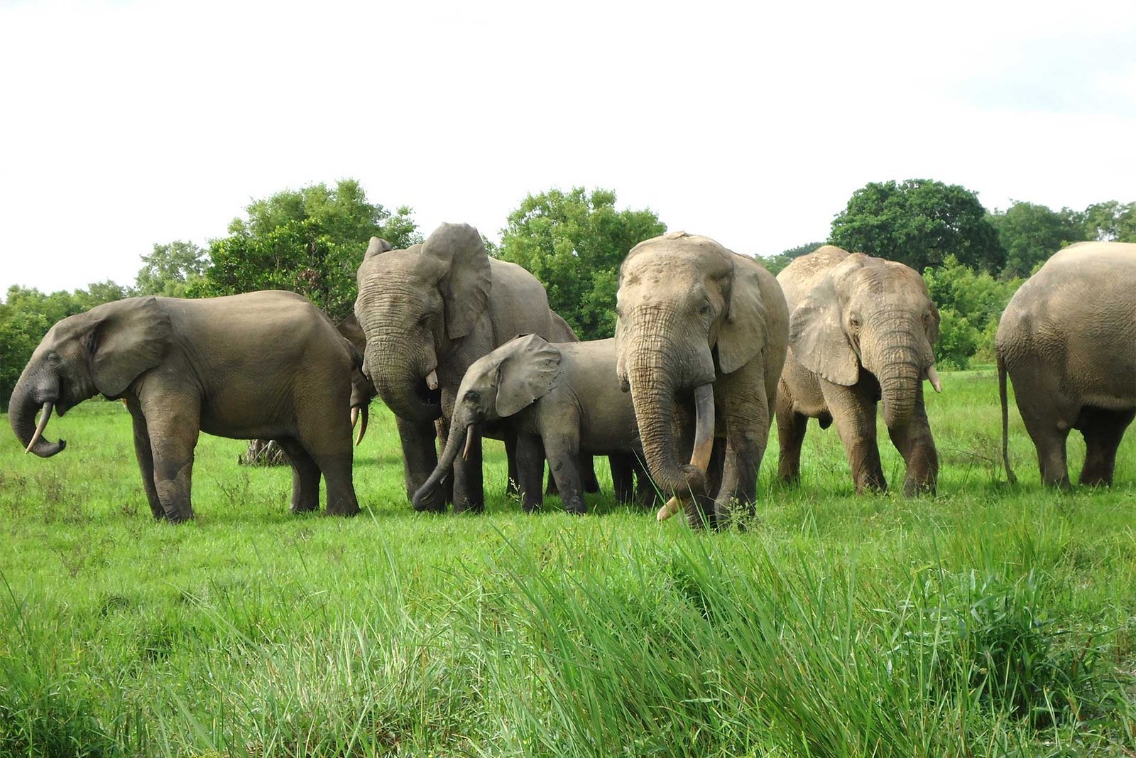 Wildlife Tours in Ghana
